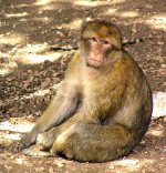 1200px-Macaca_sylvanus_Morocco_1.jpg