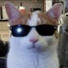 Dozymafiozy