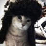 hecken
