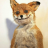 ivanfox